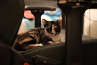 Delancy - Photo 4