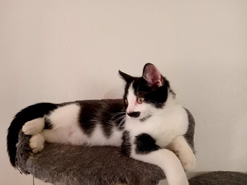 INKLING - Domestic Short Hair available for adoption
