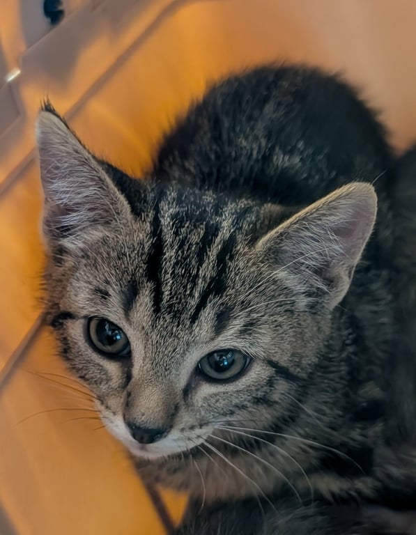 Tigger Image