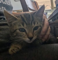 Tigger - Photo 2