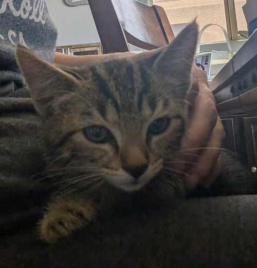 TIGGER - Domestic Short Hair / Tabby available for adoption