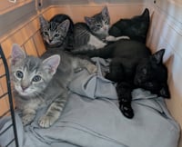 Tigger - Photo 3