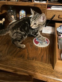 Tigger - Photo 5
