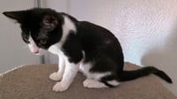Kira - Photo 3