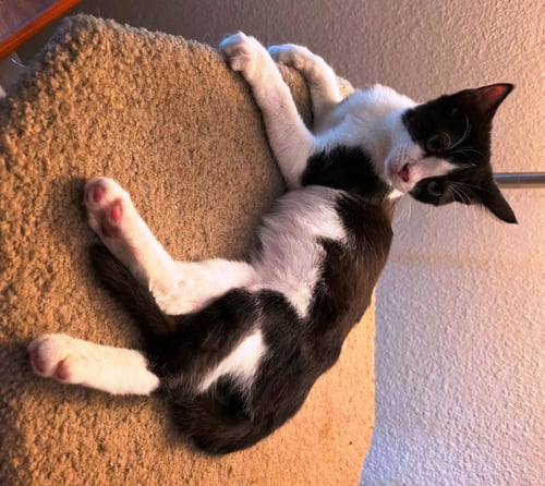 KIRA - Domestic Short Hair / Tuxedo available for adoption
