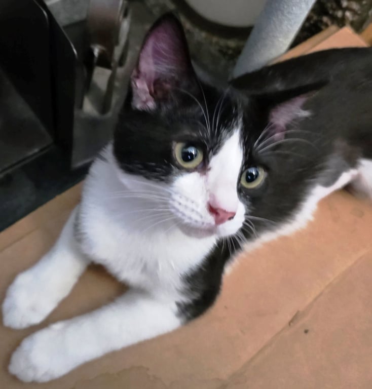 Kira Image