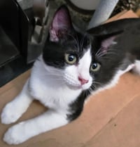Kira - Photo 1