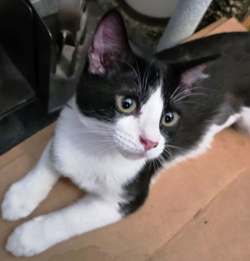 KIRA - Domestic Short Hair / Tuxedo for adoption in Phoenix