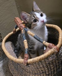 Ziggy - Photo 1