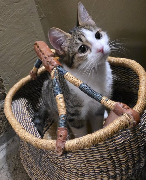 ZIGGY - Domestic Short Hair available for adoption