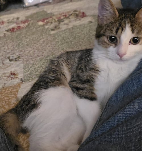 ZIGGY - Domestic Short Hair available for adoption