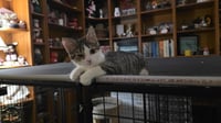 Ziggy - Photo 4
