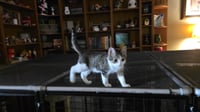 Ziggy - Photo 5