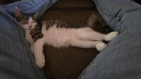 Ziggy - Photo 6
