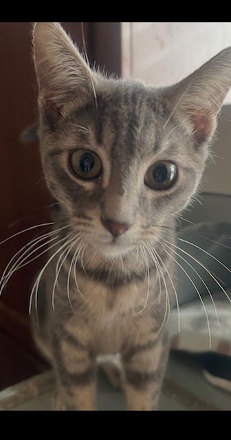 LUCAS - Domestic Short Hair available for adoption