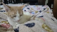 Princess Peach - Photo 6