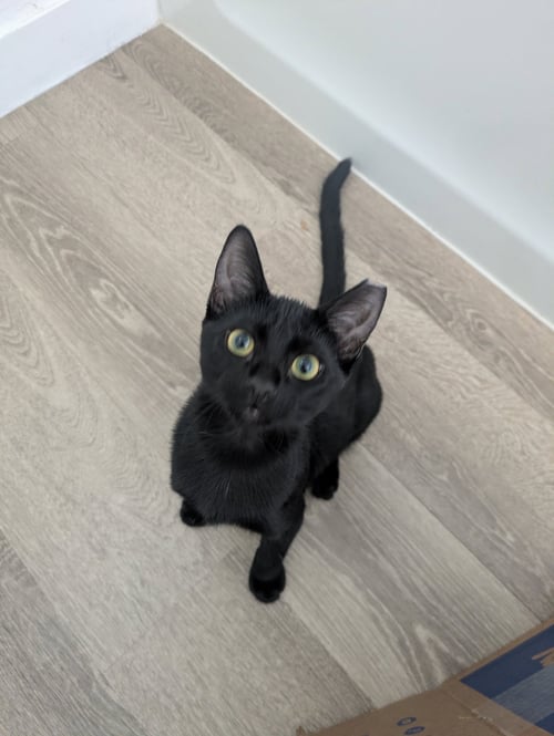 BOO - Domestic Short Hair for adoption in Peoria