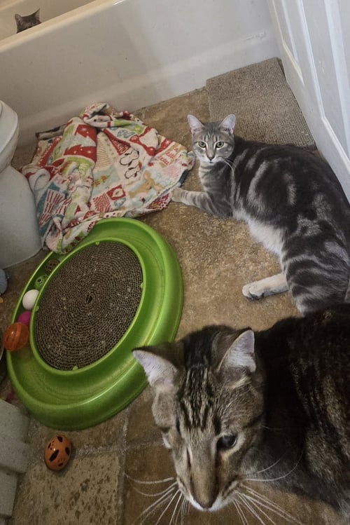 BONNY - Domestic Short Hair available for adoption