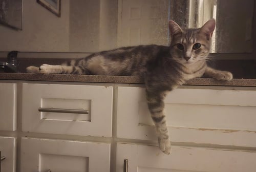 BONNY - Domestic Short Hair available for adoption