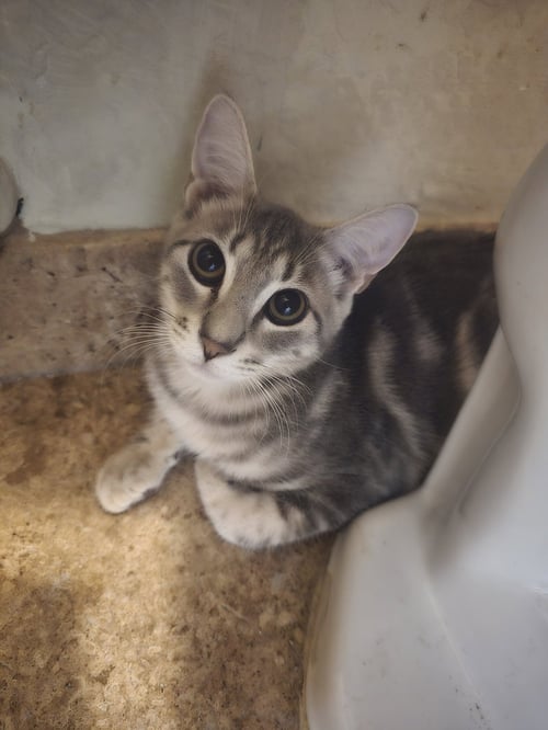 BONNY - Domestic Short Hair for adoption in Glendale