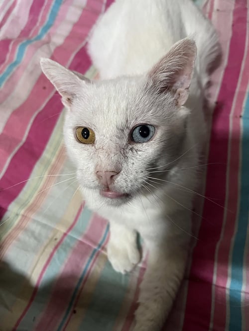 SPIKE - Domestic Short Hair for adoption in Phoenix