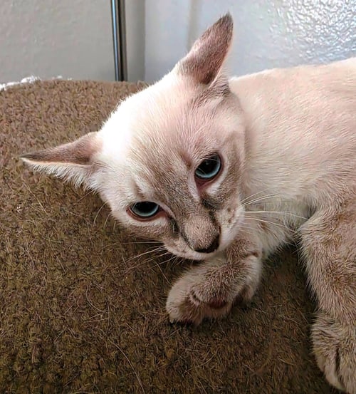 MOCHA