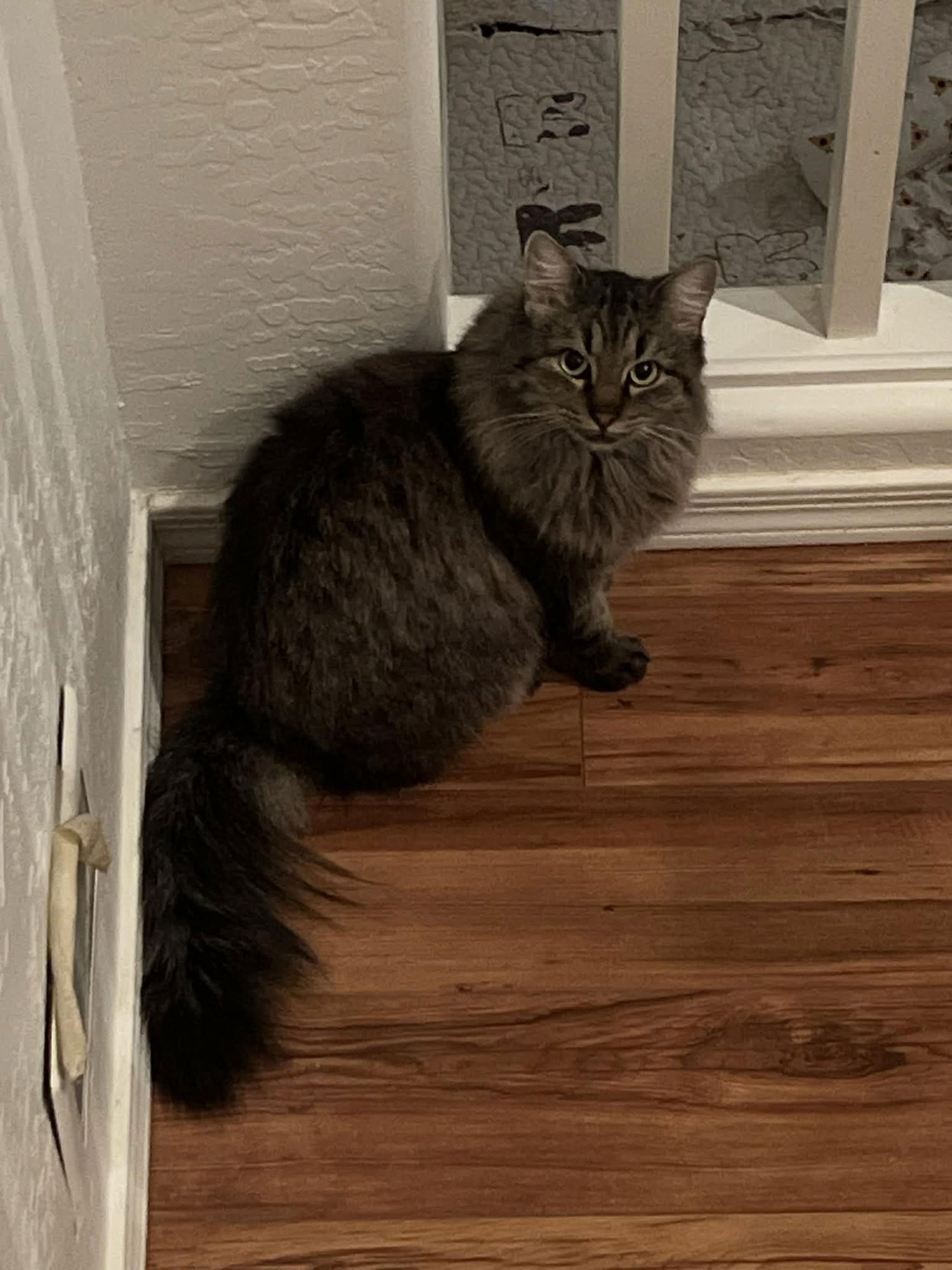 MAGGIE - Domestic Long Hair available for adoption