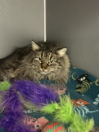 Maggie - Photo 4