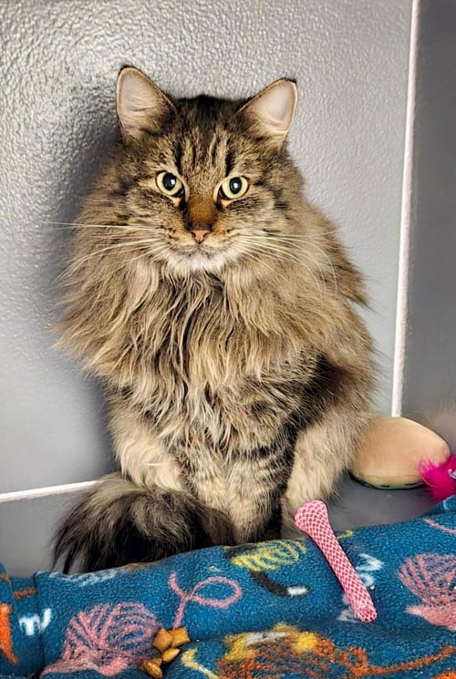 MAGGIE - Domestic Long Hair for adoption in Phoenix