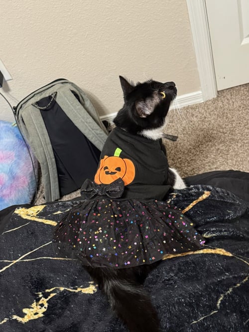 OTTER - Domestic Short Hair for adoption in Peoria
