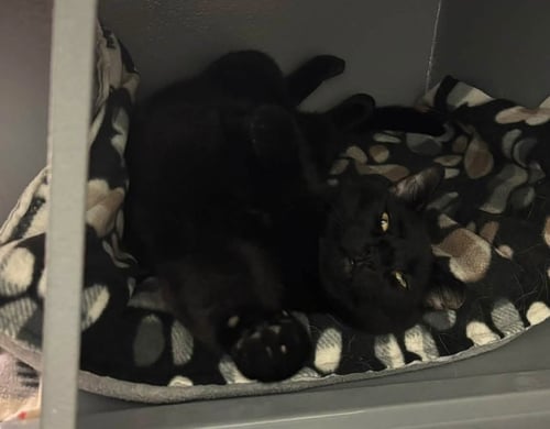 SANTOS (BONDED WITH CRUELLA) - Domestic Short Hair available for adoption