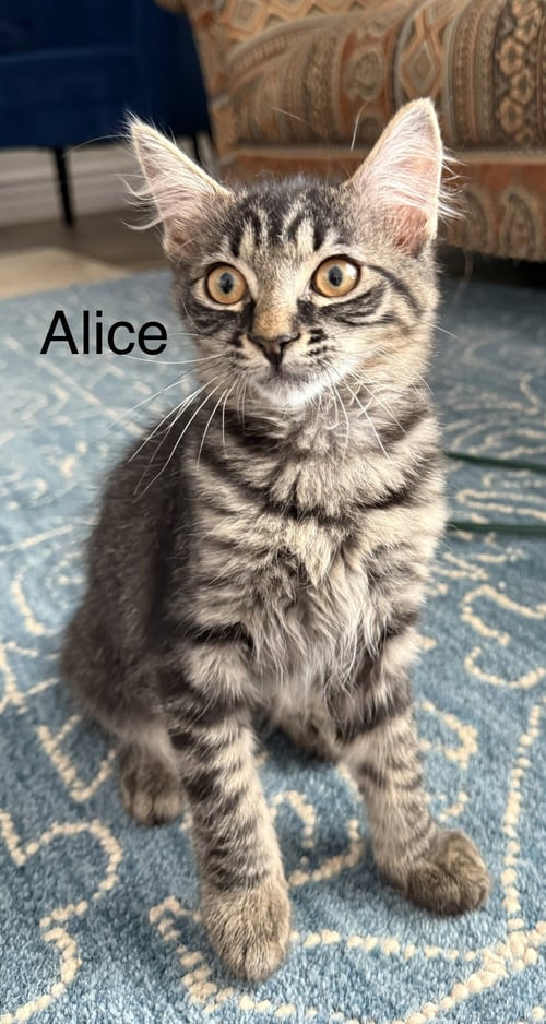 ALICE