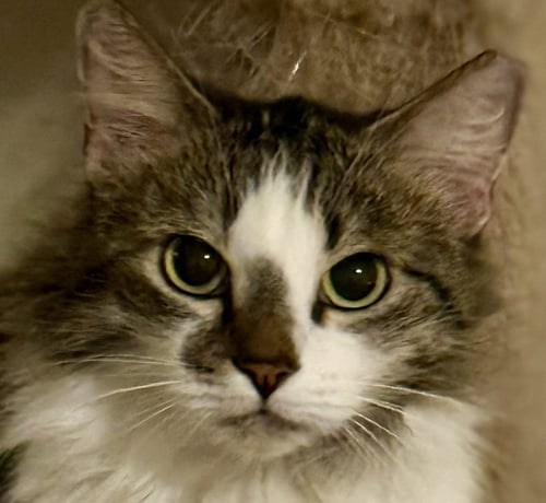MAGRITTE - Domestic Long Hair for adoption in Phoenix