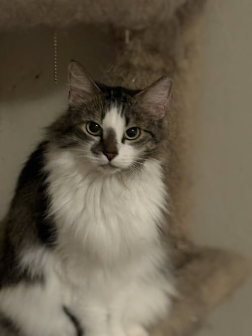 MAGRITTE - Domestic Long Hair available for adoption