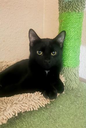 FRITZ - Domestic Short Hair for adoption in Phoenix