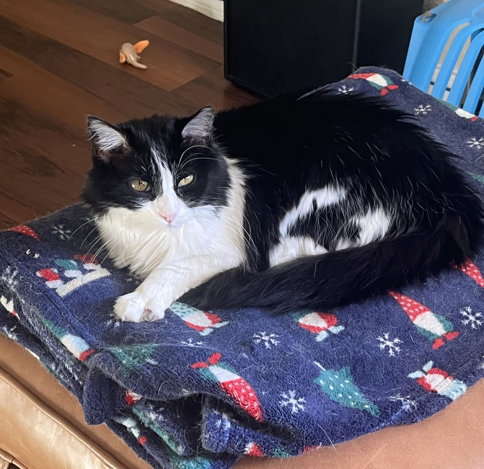 MABEL (FIV) - Domestic Medium Hair available for adoption