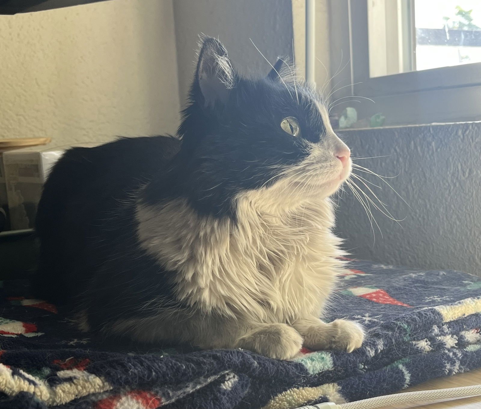 MABEL (FIV) - Domestic Medium Hair available for adoption