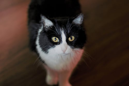 MABEL (FIV+) - Domestic Medium Hair available for adoption
