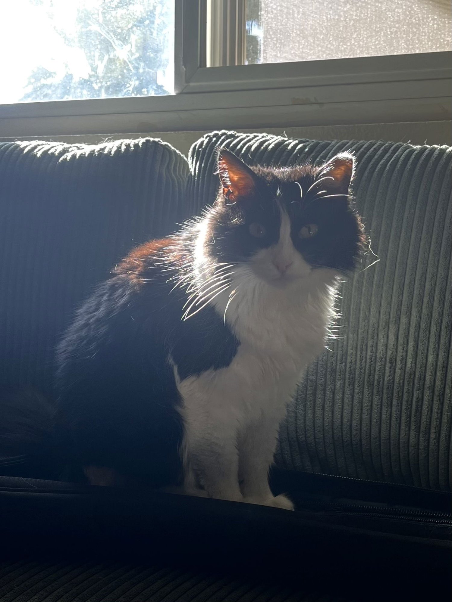 Mabel (fiv) - Photo 3