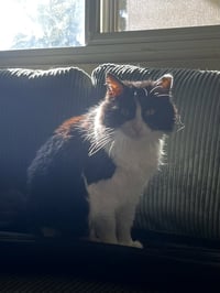 Mabel (fiv) - Photo 3