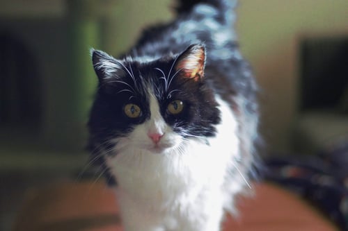 MABEL (FIV+) - Domestic Medium Hair available for adoption