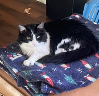 Mabel (fiv) - Photo 1