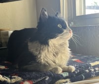Mabel (fiv) - Photo 2