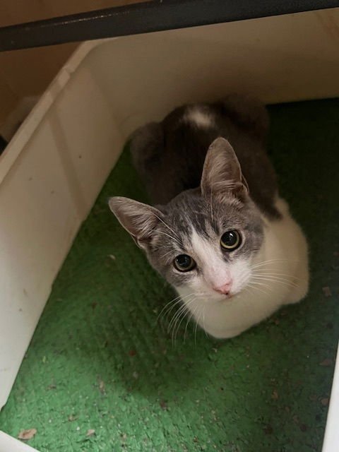 HUCKLE - Domestic Short Hair available for adoption