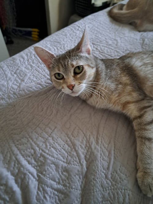 PRISCILLA