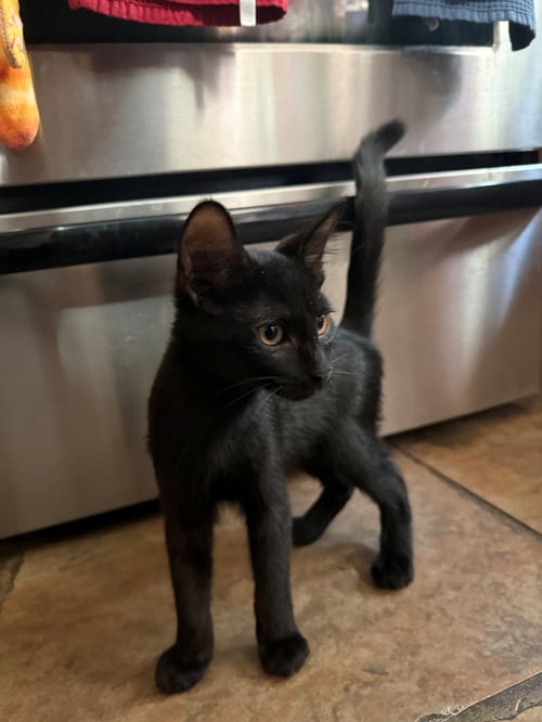SILAS - Domestic Short Hair available for adoption
