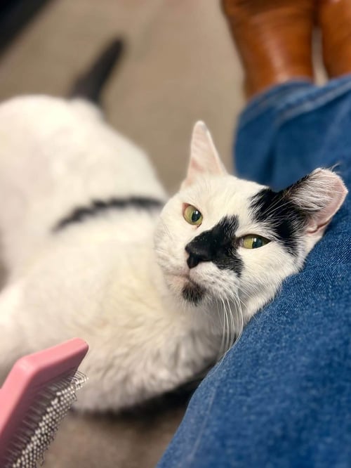CRUELLA (BONDED WITH SANTOS) - Domestic Short Hair available for adoption