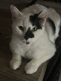 Cruella (bonded with Santos) - Photo 1