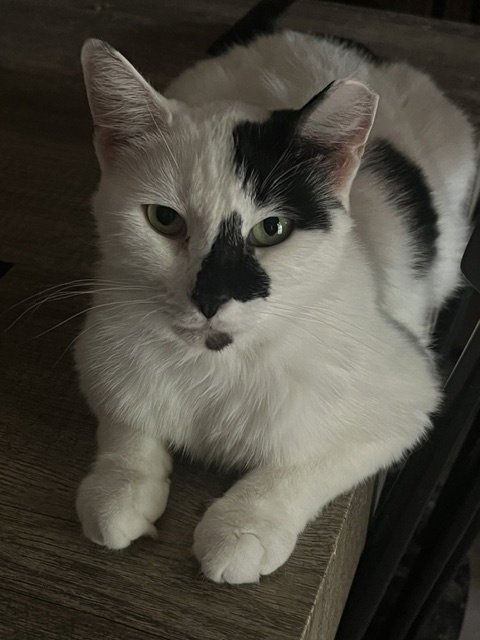 CRUELLA (BONDED WITH SANTOS) - Domestic Short Hair available for adoption