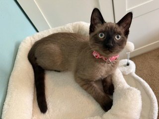 VIOLET - Domestic Short Hair / Siamese available for adoption